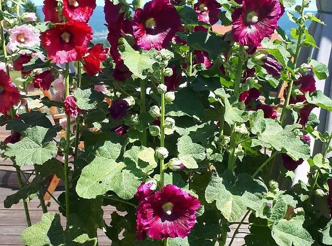 Monsieur Henri Nyaraló Gronków